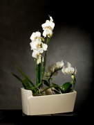 Osłonka ogródek Dalia, wysokość 16 cm, długość 40 cm