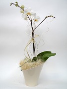 Phalenopsis w osłonce Calla
